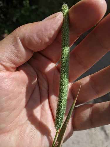 Fléole des prés — photo 3 sur 9
