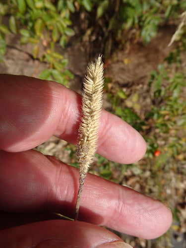 Fléole des prés — Bild 2