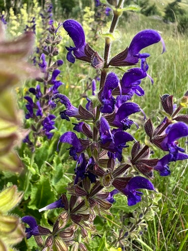Sauge des prés — Bild 3