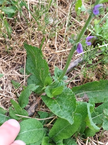 Sauge des prés — Bild 4