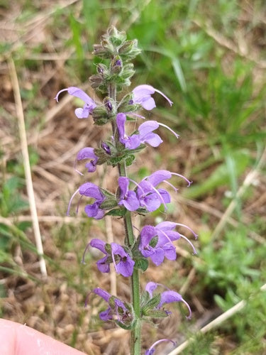 Sauge des prés — Bild 5