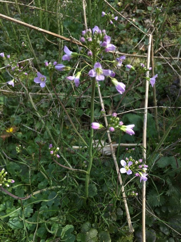 Écume des prés — Bild 4