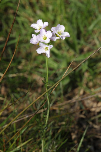 Écume des prés — Bild 5