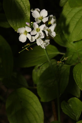 Écume des prés — Bild 2