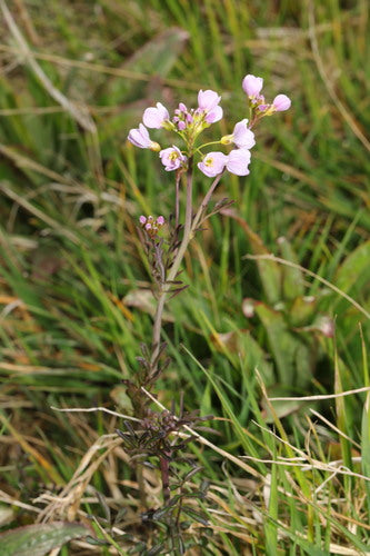 Écume des prés — Bild 3