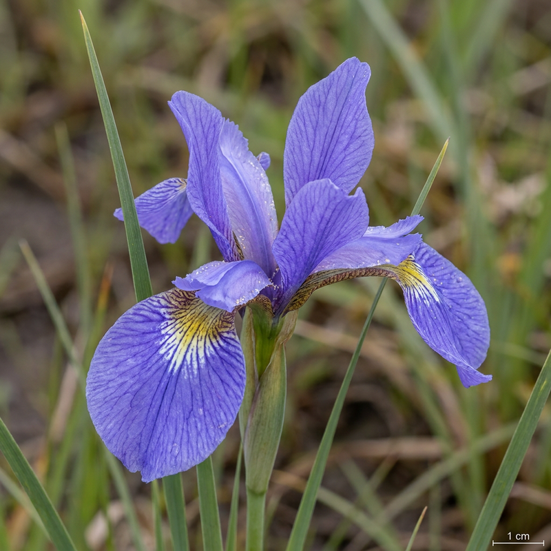 Iris des prés