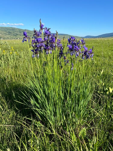 Iris des prés — photo 5 sur 8