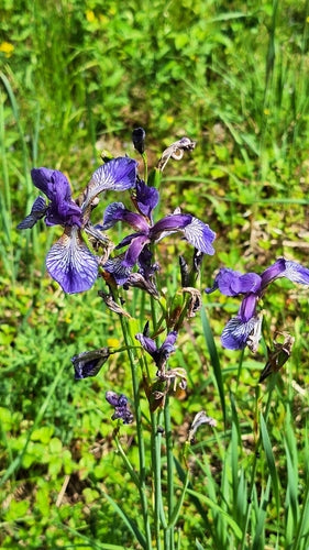 Iris des prés — photo 2 sur 8