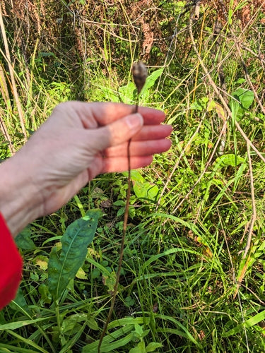Iris des prés — photo 4 sur 8
