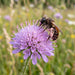 Blüte von Wiesen-Witwenblume (Knautia arvensis) in Nahaufnahme (KI-generiert)