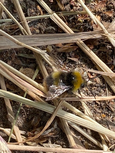Bourdon des prés — Bild 2