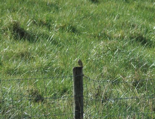 Pipit des prés — photo 5 sur 10