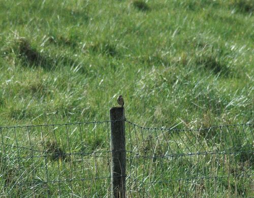 Pipit des prés — photo 3 sur 10