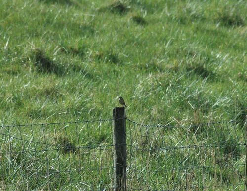 Pipit des prés — photo 4 sur 10