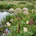 Wilde Engelwurz (Angelica sylvestris) in Blüte im naturnahen Garten (KI-generiert)