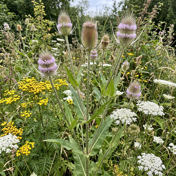 Wilde Karde (Dipsacus fullonum) in Blüte im naturnahen Garten (KI-generiert)