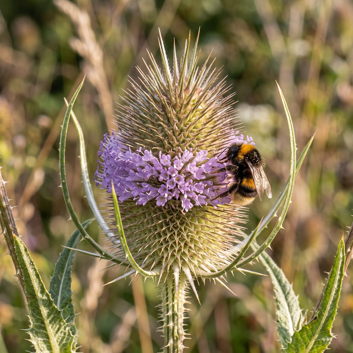 Blüte von Wilde Karde (Dipsacus fullonum) in Nahaufnahme (KI-generiert)