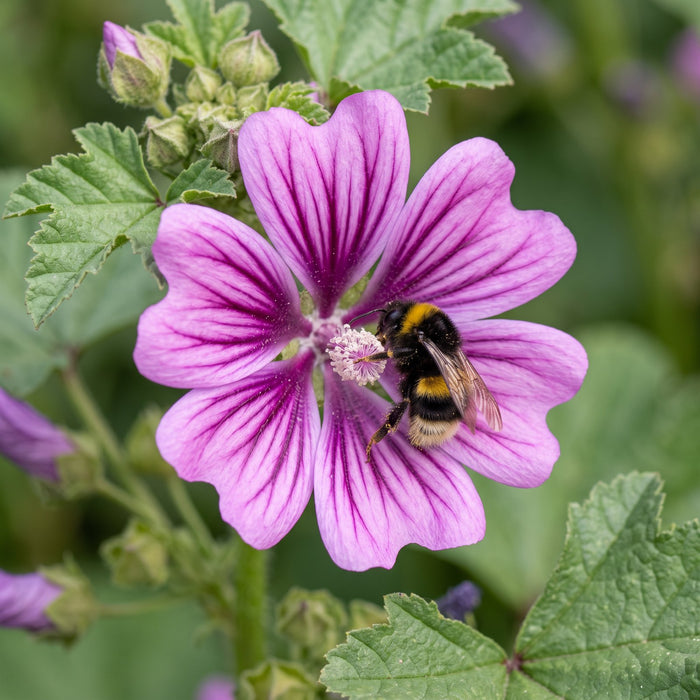 Blüte von Wilde Malve (Malva sylvestris) in Nahaufnahme (KI-generiert)