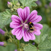 Blüte von Wilde Malve (Malva sylvestris) in Nahaufnahme (KI-generiert)