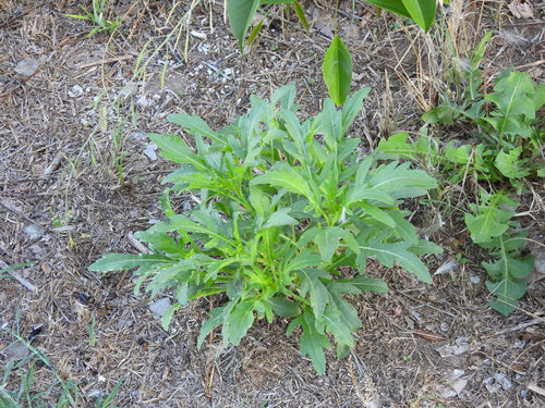 Fusée sauvage — Bild 4