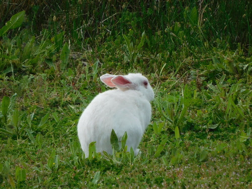 Lapin sauvage — Bild 5