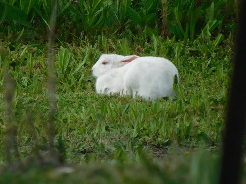 Lapin sauvage — Bild 3