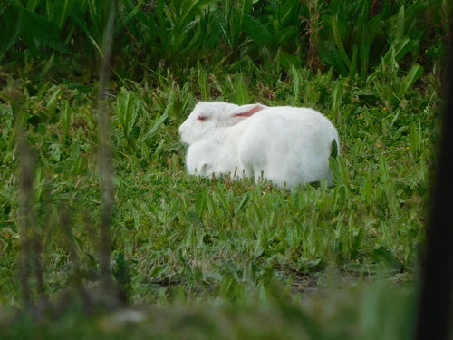 Lapin sauvage — Bild 4