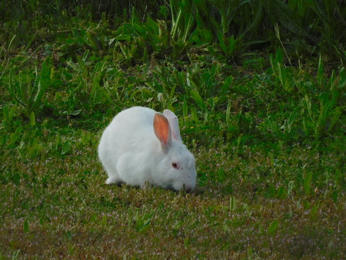 Lapin sauvage — Bild 2