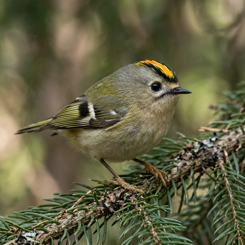 Wintergoldhähnchen (Regulus regulus), illustration IA