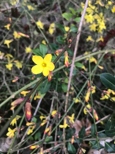 Jasmin d'hiver — Bild 3