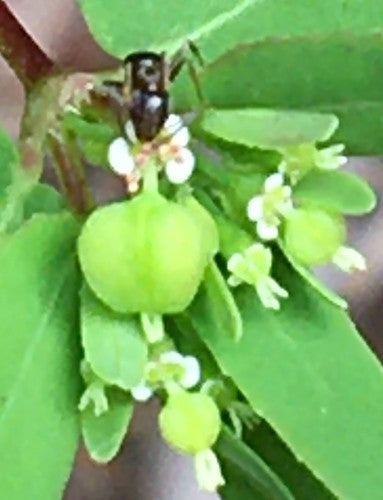 Fourmi domestique parfumée — Bild 5