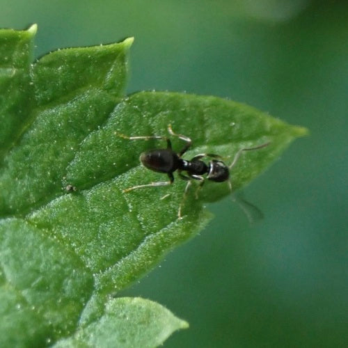 Fourmi domestique parfumée — Bild 3