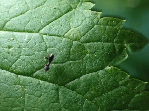Fourmi domestique parfumée — Bild 2