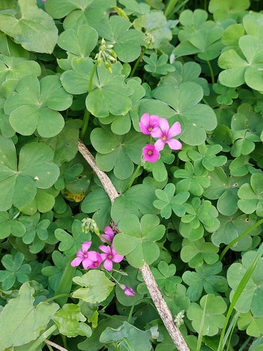 Oseille parfumée — Bild 3