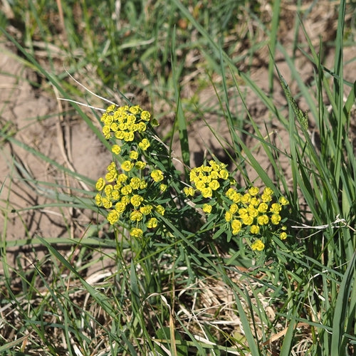 Euphorbe (général) — Bild 5