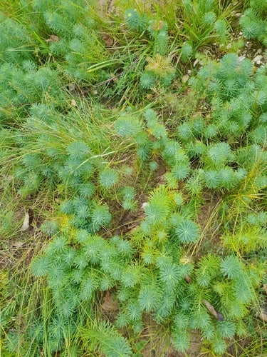 Euphorbe (général) — Bild 4