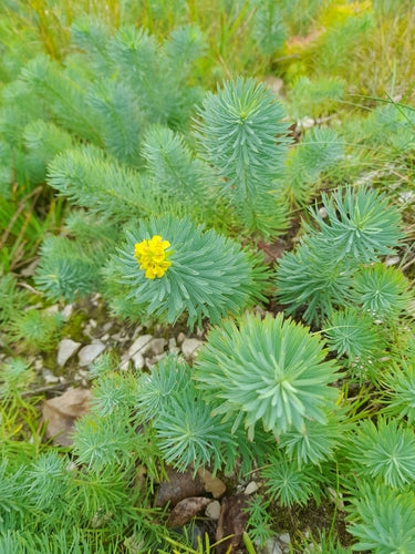 Euphorbe (général) — Bild 3