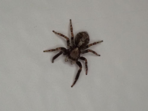 Araignée sauteuse à mur laineux — Bild 5