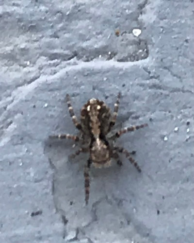 Araignée sauteuse à mur laineux — Bild 4