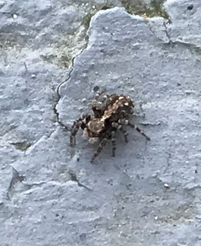 Araignée sauteuse à mur laineux — Bild 3