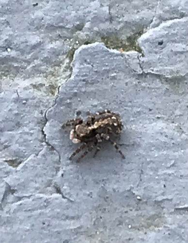 Araignée sauteuse à mur laineux — Bild 2