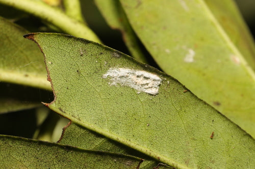 Cochenille laineuse — photo 5 sur 9