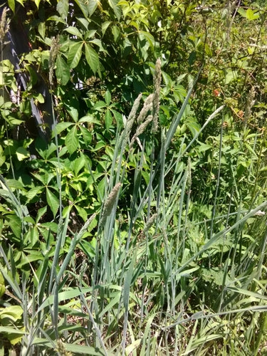 Herbe à miel laineuse — Bild 5