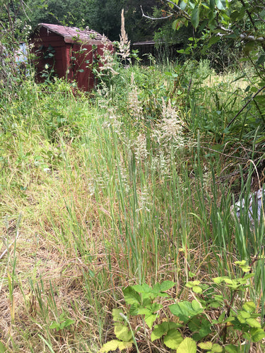 Herbe à miel laineuse — Bild 2