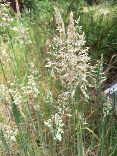 Herbe à miel laineuse — Bild 4