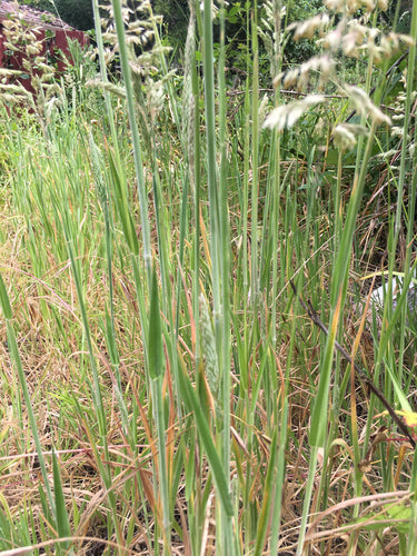 Herbe à miel laineuse — Bild 3