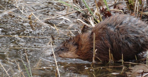 Wühlmäuse - Bild 2