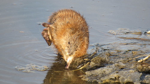 Wühlmäuse - Bild 5