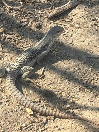 iguane du désert — Bild 2