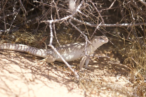 iguane du désert — Bild 3